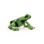 Grenouille équatoriale verte Papo en PVC, Collection Animaux sauvages, jouet éducatif idéal pour enfants et collectionneurs